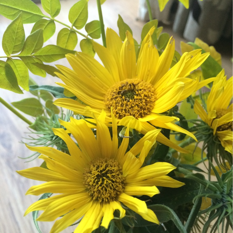 Plant image Helianthus 'maximilianii'