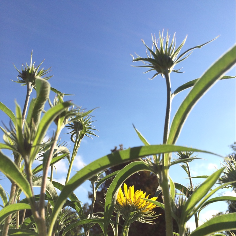 Plant image Helianthus 'maximilianii'