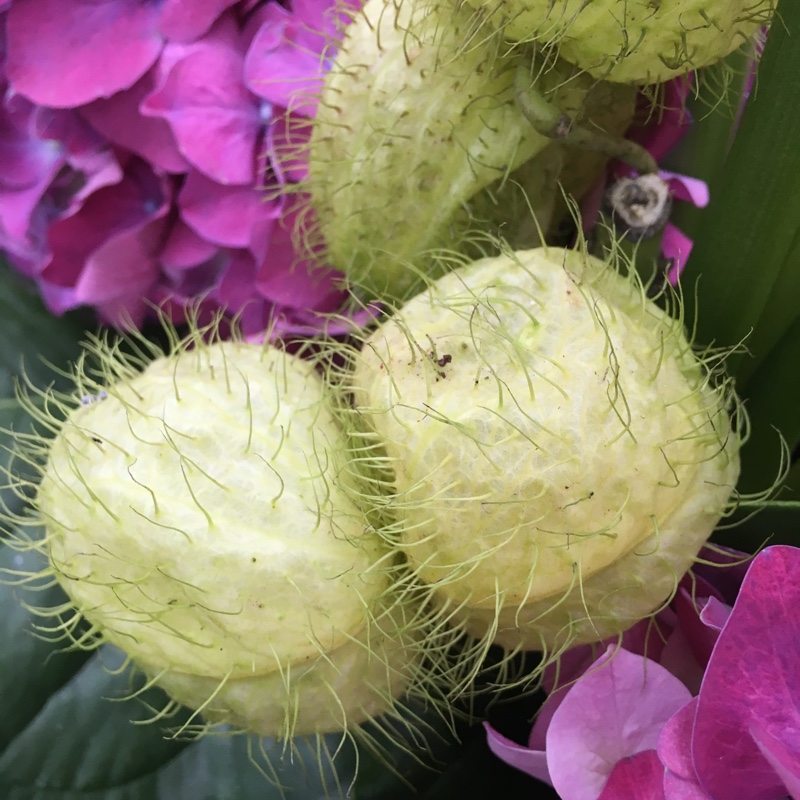 Plant image Gomphocarpus 'Hairy Balls'