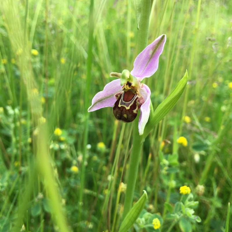 Plant image Ophrys apifera