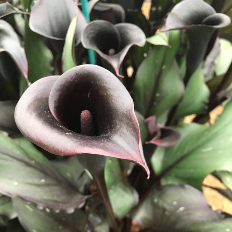 Zantedeschia 'Memories'