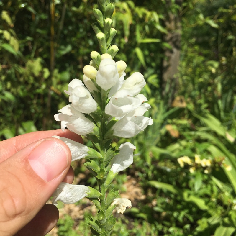 Physostegia virginiana 'Summer Snow'