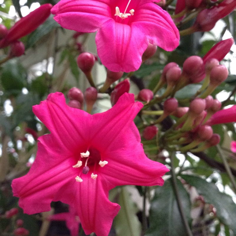 Plant image Ipomoea horsefalliae var 'brigseii'