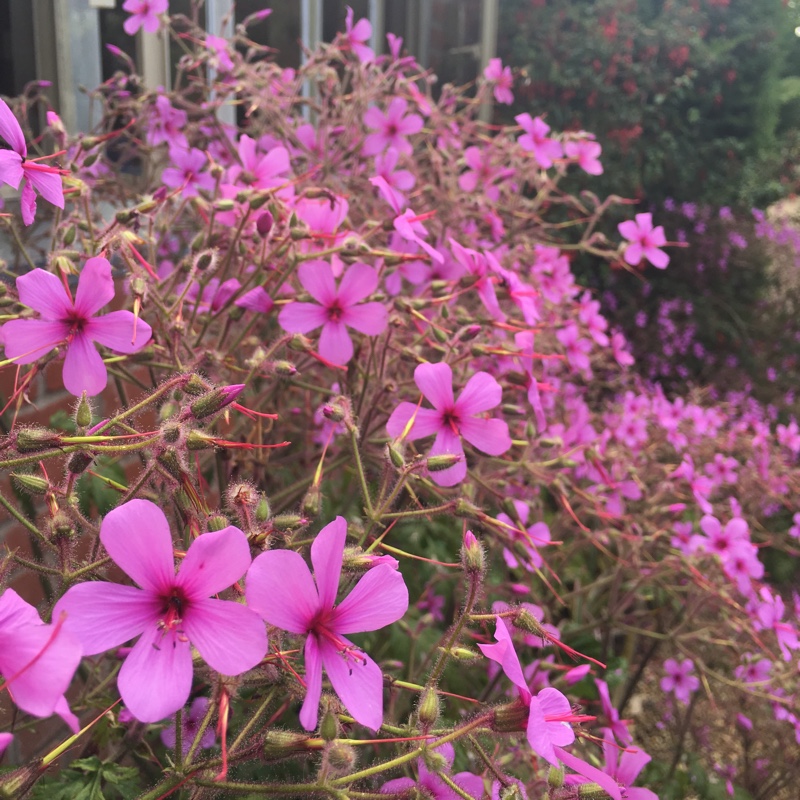 Plant image Geranium 'palmatum'