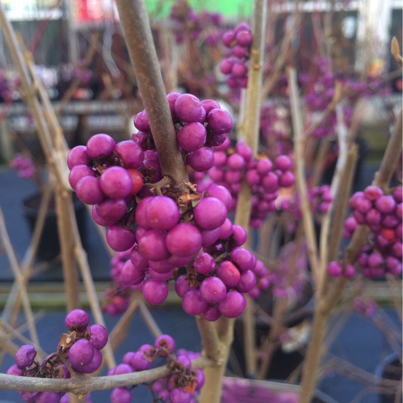 Plant image Callicarpa Bodinieri