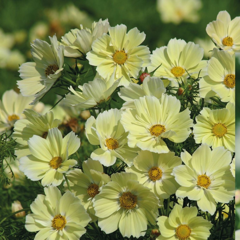 Plant image Cosmos Bipinnatus 'Xanthos'