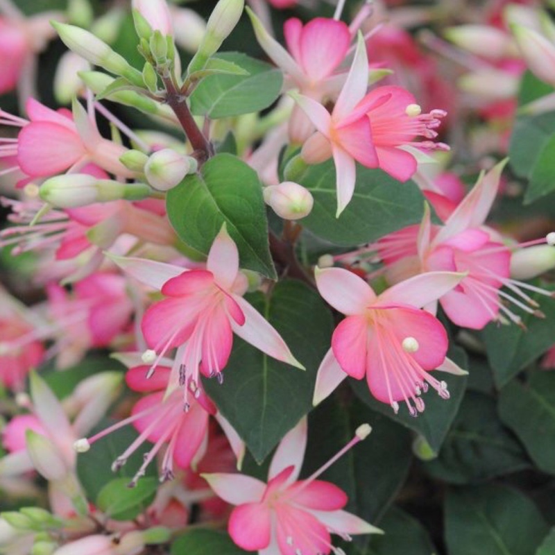 Plant image Fuchsia 'Princess Charlotte'