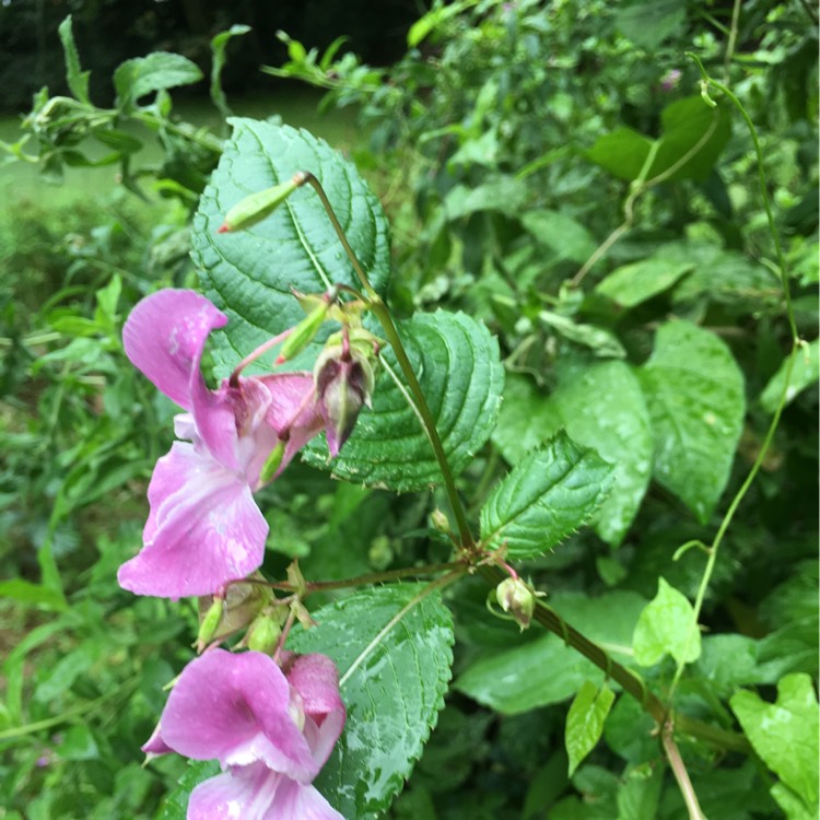 Plant image Impatiens glandulifera