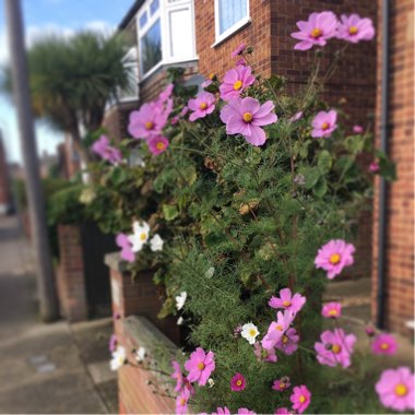 Cosmos 'Sonata Pink Blush'