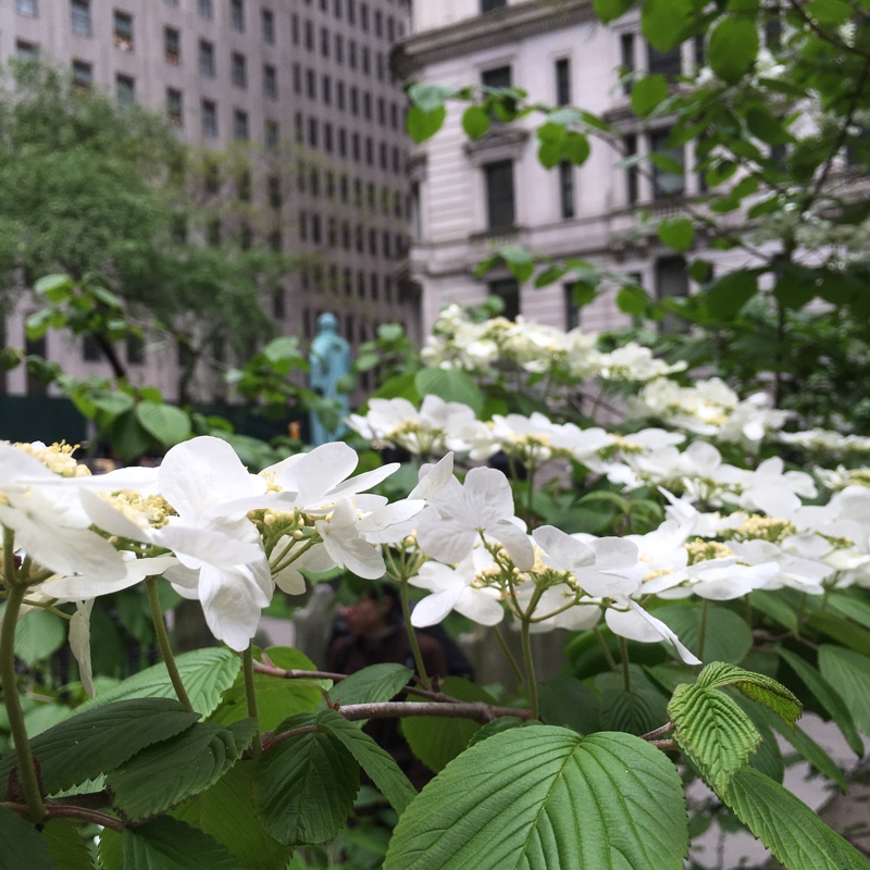 Plant image Viburnum plicatum f. tomentosum 'Mariesii' syn. Viburnum mariesii