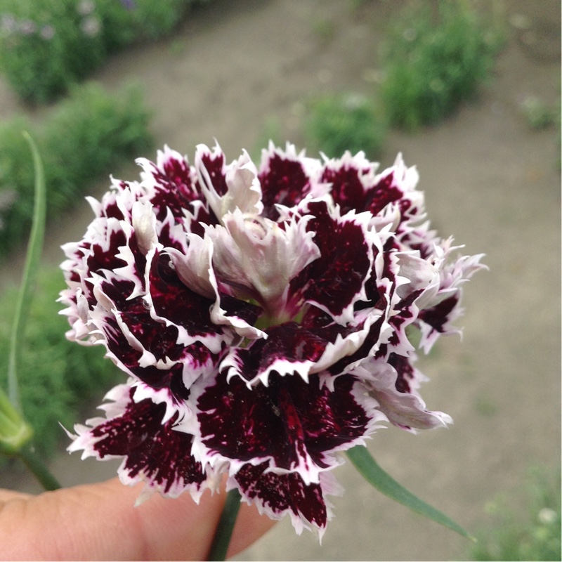 Plant image Dianthus chinensis 'Chianti'