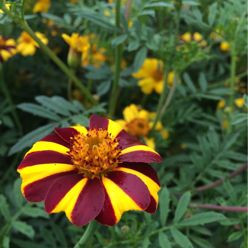 Plant image Tagetes patula 'Striped Marvel'