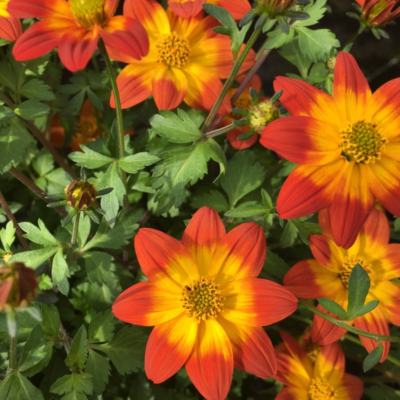 Plant image Bidens 'Bee Dance'