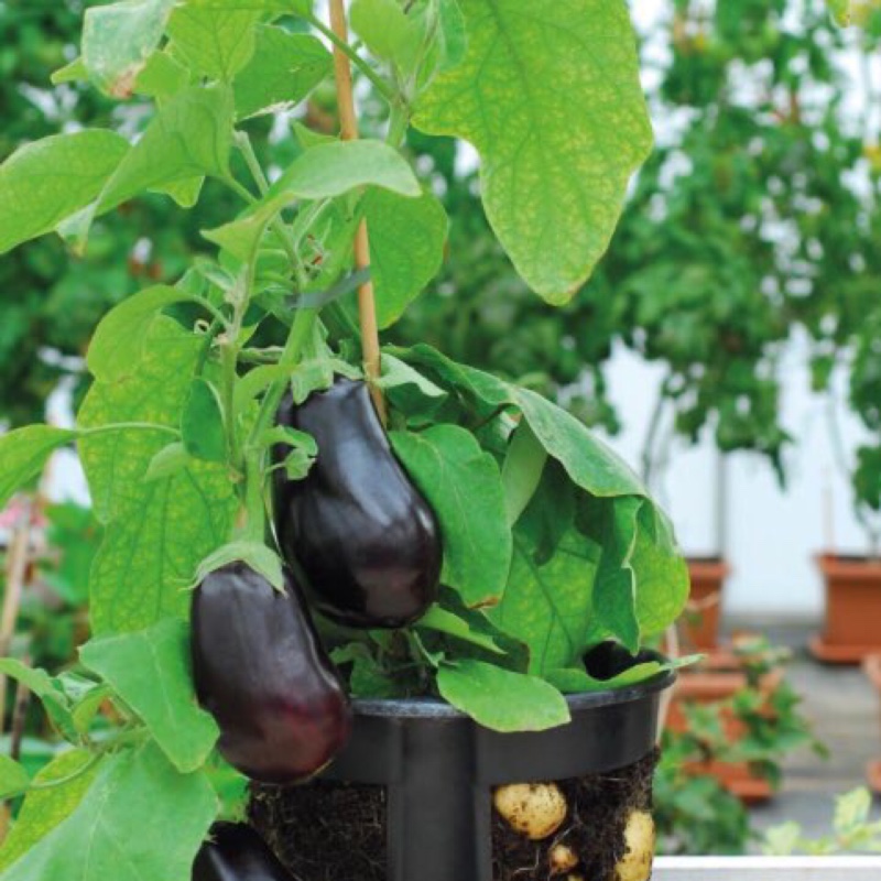 Plant image Solanum