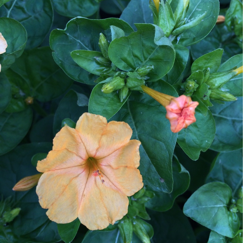 Plant image Mirabilis jalapa