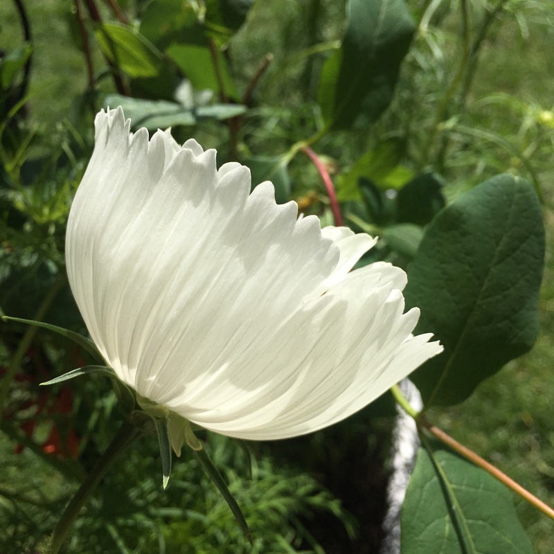 Cosmos Bipinnatus 'Cupcake'