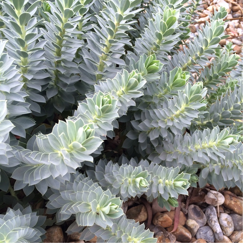 Plant image Euphorbia myrsinites