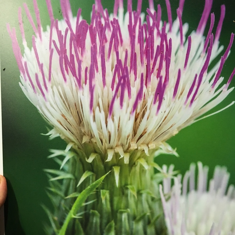 Plant image Cirsium heterophyllum 'Pink Blush'