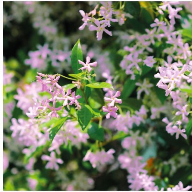 Plant image Trachelospermum asiaticum 'Pink Showers'