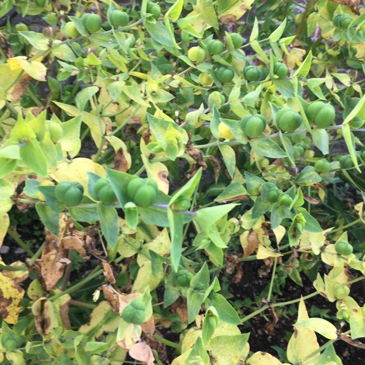 Plant image Euphorbia lathyris