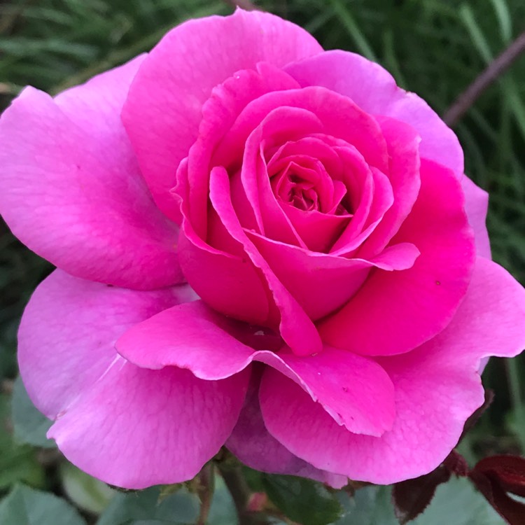 Plant image Rosa 'Harunite' syn. Rosa 'Claire Marshall', Rosa 'Jennifer Rose'