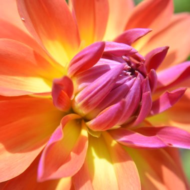 Dahlia 'Firepot'