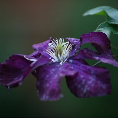 Clematis 'Gypsy Queen'