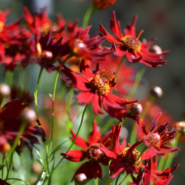 Plant image Coreopsis tinctoria 'Mahogany Midget'