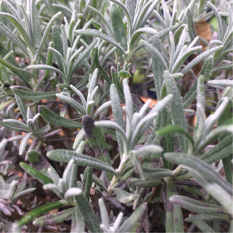 Plant image Lavandula angustifolia 'Ashdown Forest'