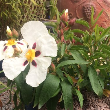 Cistus x aguilarii 'Maculatus'