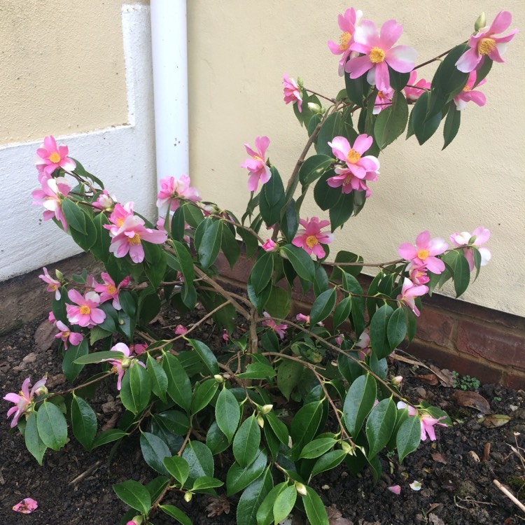 Plant image Camellia sasanqua 'Yume'