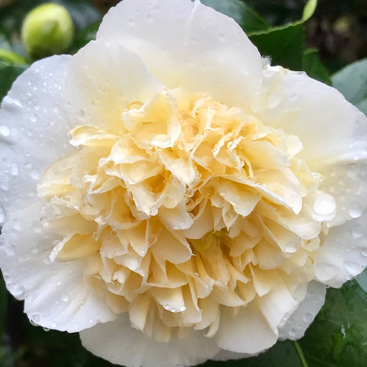 Plant image Camellia x williamsii 'Jury's Yellow'