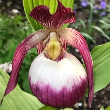 Cypripedium