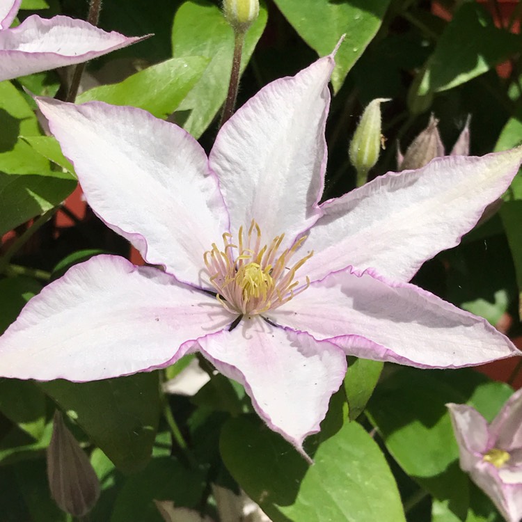 Plant image Clematis 'Samaritan Jo'™ evipo075