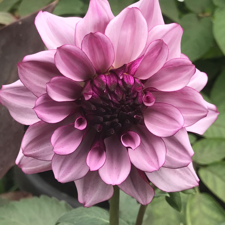 Plant image Dahlia 'Blackberry Crush'