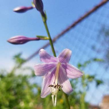 Plantain Lily