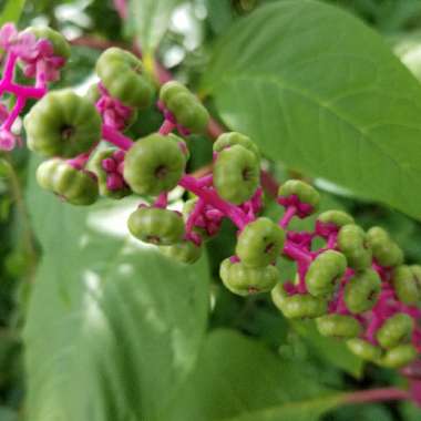 American Pokeweed