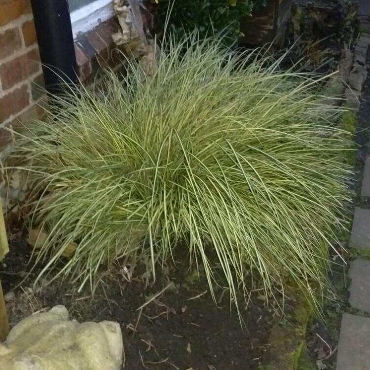 Plant image Miscanthus sinensis 'Morning Light'