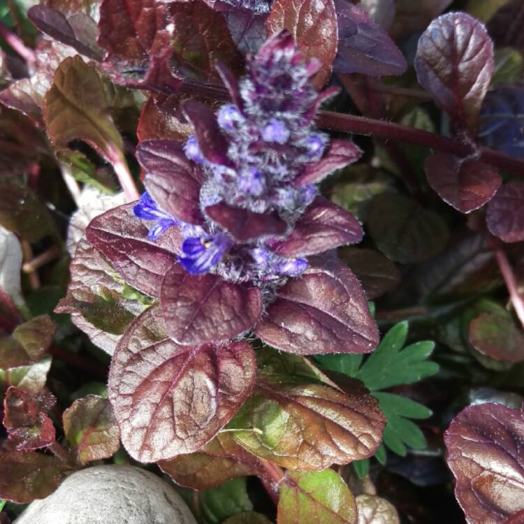 Plant image Ajuga reptans 'Binblasca' syn. Ajuga reptans 'Black Scallop'