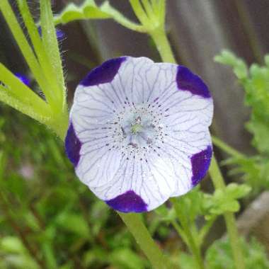 Nemophila maculata