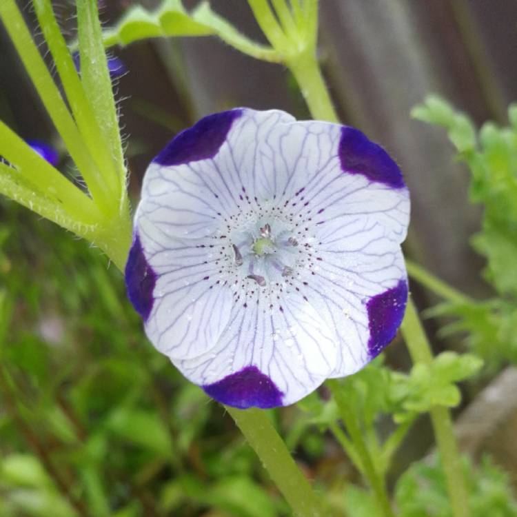 Plant image Nemophila maculata