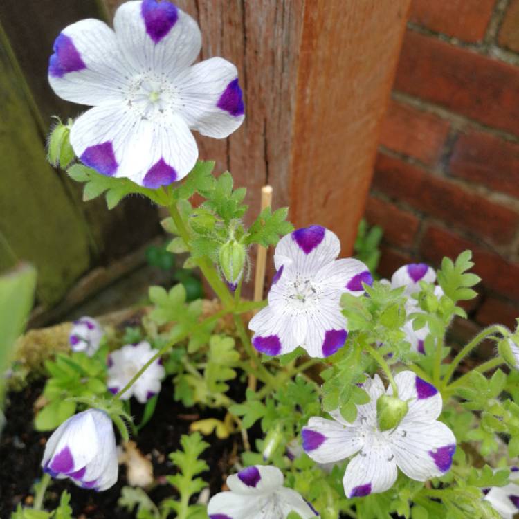 Plant image Nemophila maculata