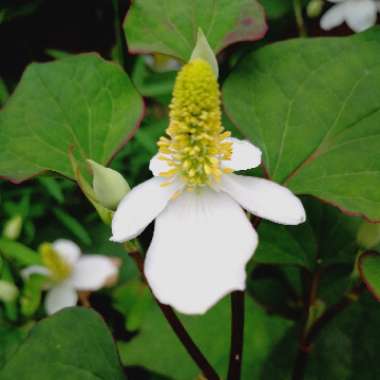 Houttuynia cordata 'Chameleon' syn. Houttuynia cordata 'Court Jester', Houttuynia cordata 'Flame', Houttuynia cordata 'Tricolour', Houttuynia cordata 'Variegata', Houttuynia foetida