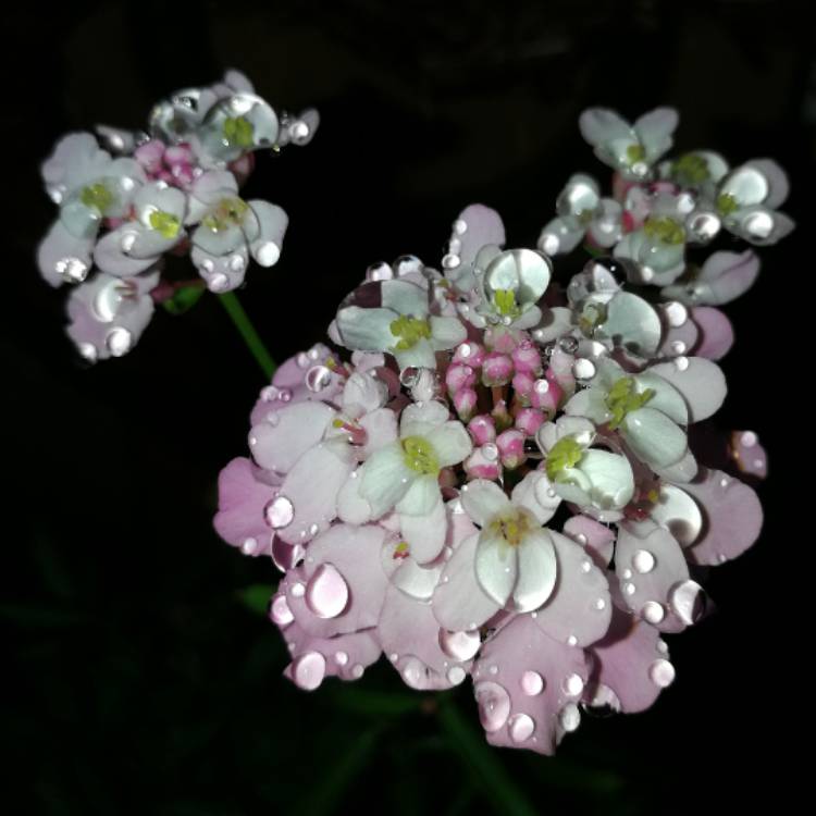 Plant image Iberis umbellata 'Dwarf Fairyland Mixed' (Mix)