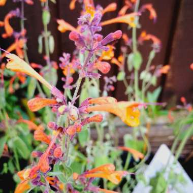 Agastache aurantiaca 'Apricot Sprite'