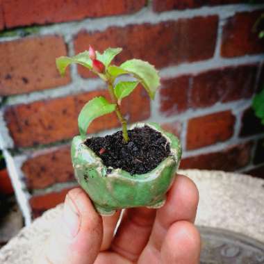 Fuchsia 'Lady Thumb'