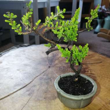 Juniperus chinensis (Bonsai)