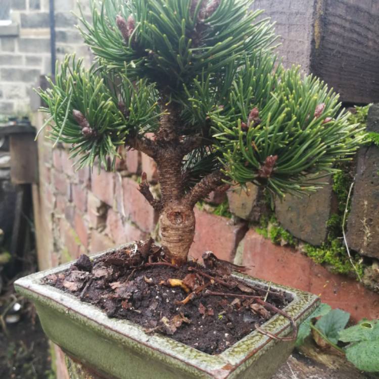 Plant image Pinus mugo 'Mops'