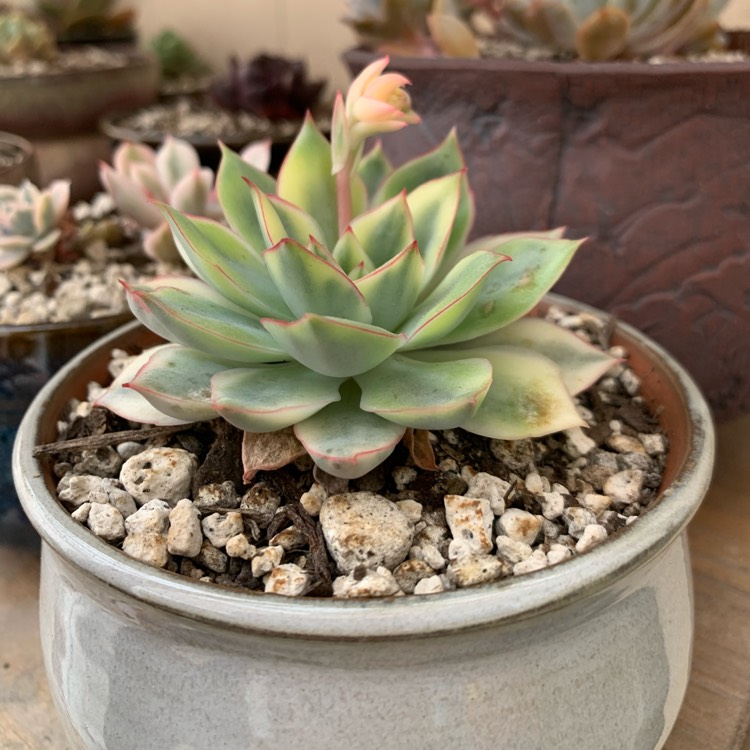 Plant image Echeveria Esther Variegata