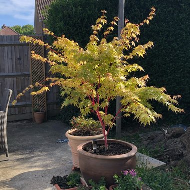 Japanese Maple 'Orange Dream'